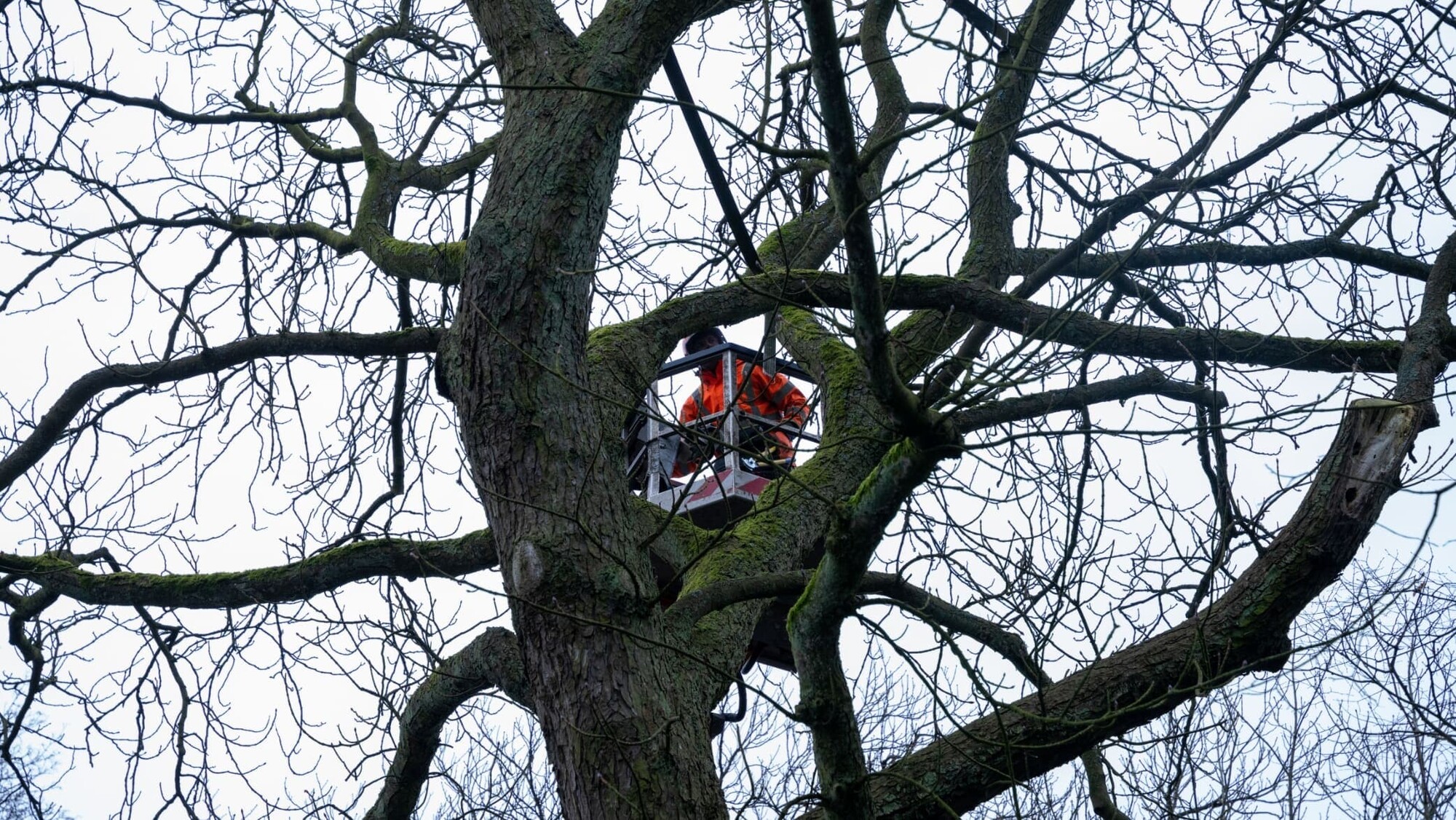 Bauumpfleger in Baumkrone